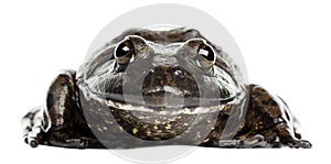 American bullfrog or bullfrog, Rana catesbeiana