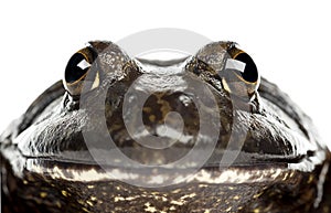 American bullfrog or bullfrog, Rana catesbeiana