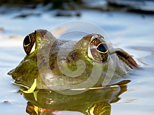 American Bullfrog Eyes