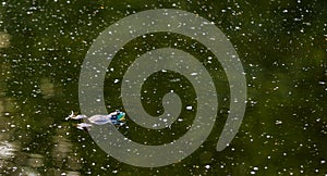 American Bullfrog floating in a murky green pond