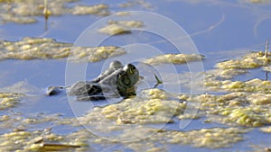 American Bullfrog Floating then Diving in Pond