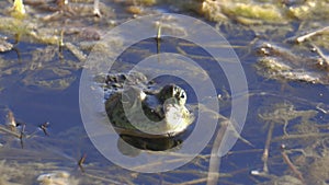 American Bullfrog Floating then Diving in Pond