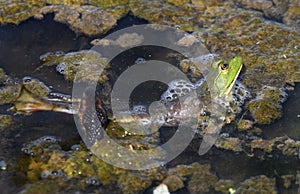 American Bullfrog grabbed on leg by Banded Watersnake struggling to get away