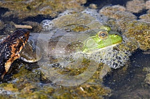 American Bullfrog grabbed on leg by Banded Watersnake struggling to get away