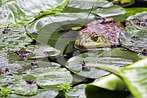 American Bullfrog an invasive species of frog introduced to Chin photo