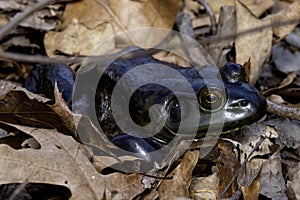 The American bullfrog (Lithobates catesbeianus)