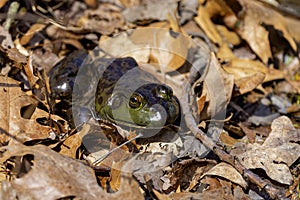 The American bullfrog (Lithobates catesbeianus)