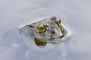 The American bullfrog (Lithobates catesbeianus)