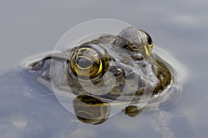 The American bullfrog (Lithobates catesbeianus)