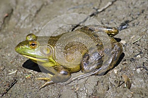 American bullfrog