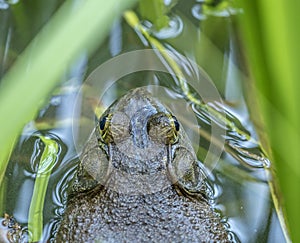 American bullfrog,Lithobates catesbeianus