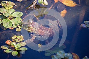 American Bullfrog - Lithobates catesbeianus, camouflaged.