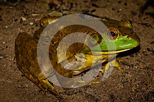 American bullfrog (Lithobates catesbeianus) full profile photo