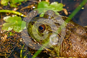 American bullfrog Lithobates catesbeianus, in marsh