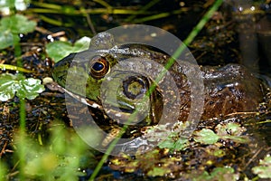 American bullfrog Lithobates catesbeianus, in marsh