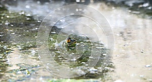 American Bullfrog Lithobates catesbeianus Perched in a Small Pond with Only His Big Eyes Sticking out of the Water in Colorado