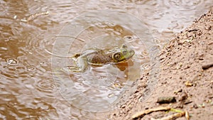 American bullfrog (Lithobates catesbeianus) in a pond with light rain