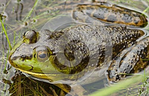 American Bullfrog, Lithobates catesbeianus, Rock Pond, Adirondack Forest Preserve, New York, USA