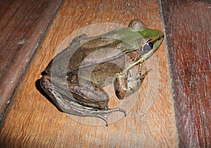 American Bullfrog (Lithobates catesbeianus) on wooden floor