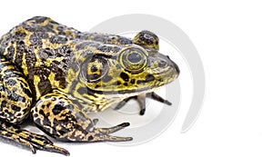 American bullfrog - Lithobates or Rana catesbeianus - large male closeup Isolated on white background with copy space