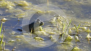 American Bullfrog on Pond Zoom In