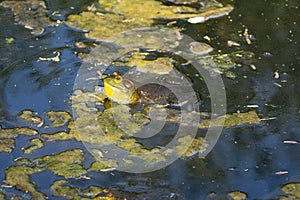 American bullfrog singing with an inflated throat in Manchester, Connecticut