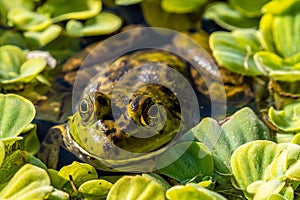 An American Bullfrog in Tucson, Arizona