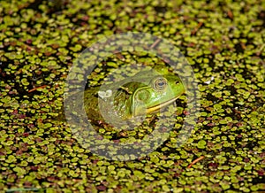 American Bullfrog photo
