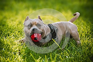 American bullie dog lying on the grass with a red ball photo