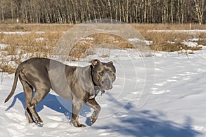 American bully blue nose dog in park