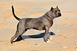 American Bully dog