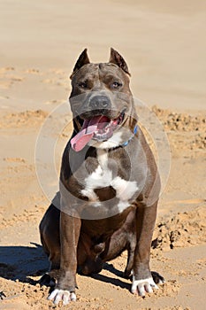 American Bully dog