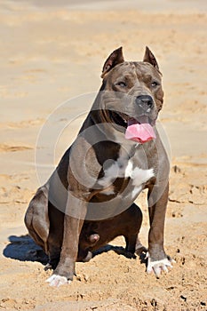 American Bully dog