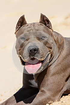 American Bully dog