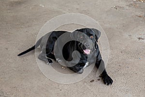 American Bully Dog Breed on the Floor. Black  American Bully Dog Standing on Lawn Posing Looking Watching .