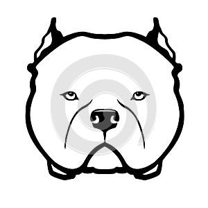 American bully dog face isolated on white background.
