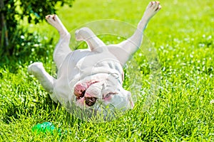 American Bully dog male with toy outside