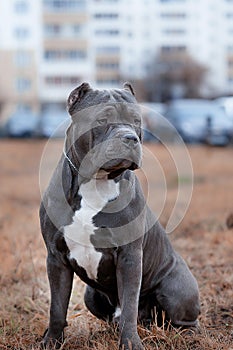 American Bully dog sits on yellow grass