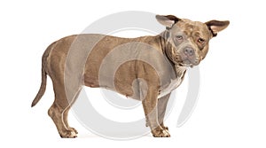 American bully dog standing and looking imposing, isolated on white background