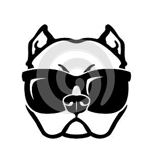 American bully dog wearing sunglasses.