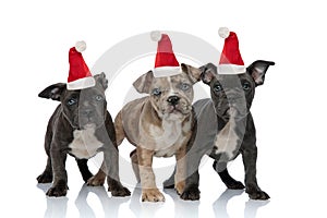 3 American bully dogs wearing santa hats and standing