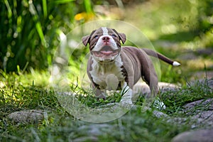 American bully little puppy playing among stones and grass in the garden, beautiful light, soapy puppy, copyspace.