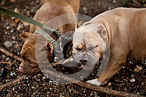 American Bully pet dogs on location in nature