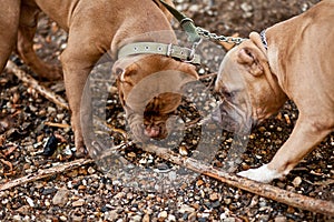 American Bully pet dogs on location in nature