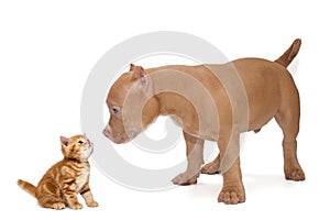 American bully puppy and a British kitten