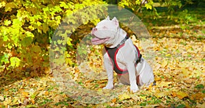 American bully puppy in harness is sitting among yellow fallen leaves, illuminating by golden sun rays. Dog executes sit