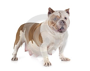 American bully in studio