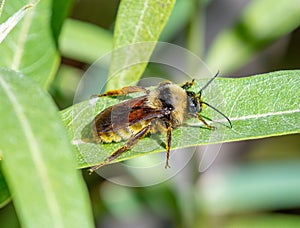 American Bumble Bee