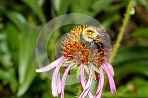 American Bumble Bee - Bombus pensylvanicus