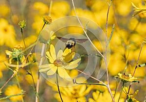 American Bumble Bee, Bombus pensylvanicus